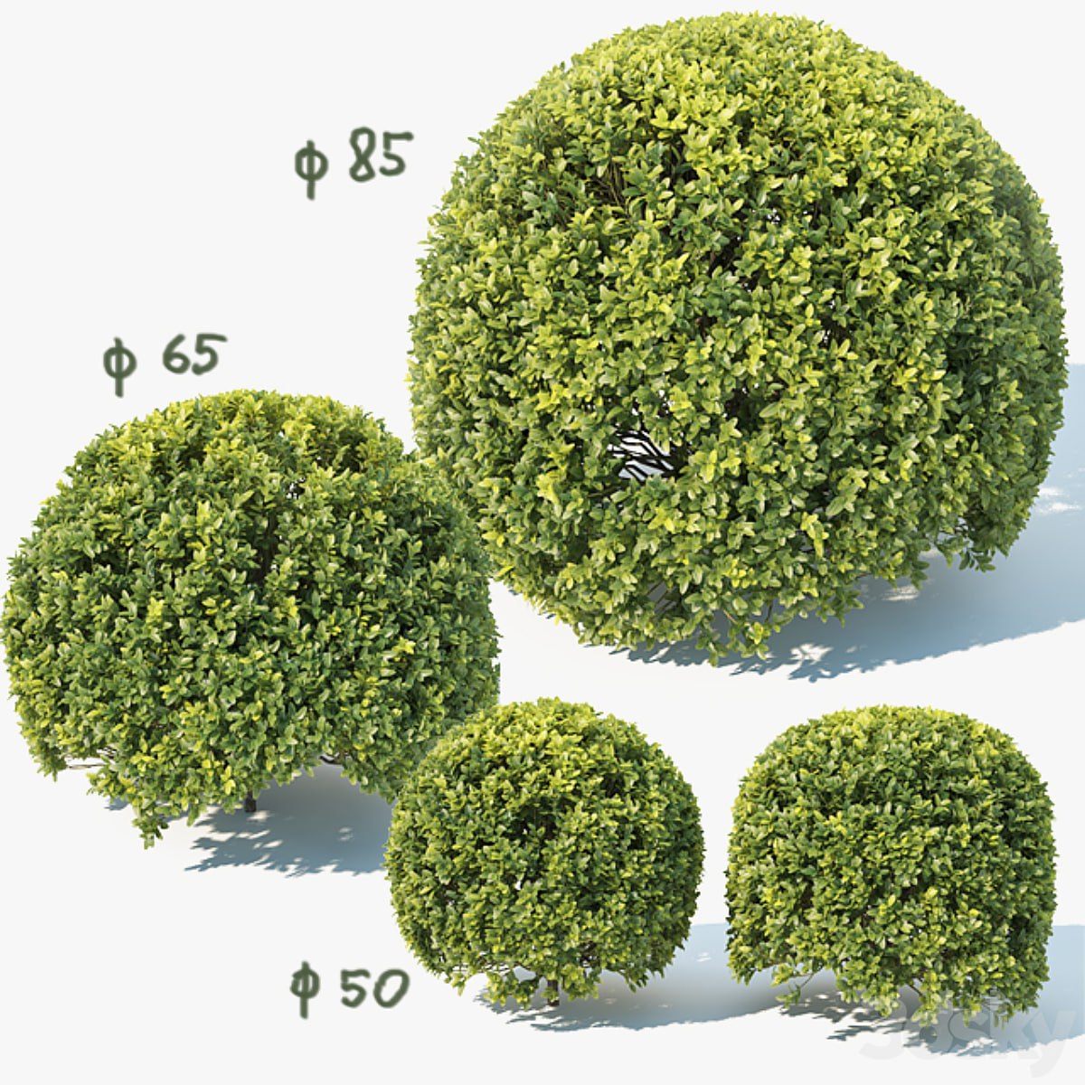 Buxus Sempervirens # 9 spherical
