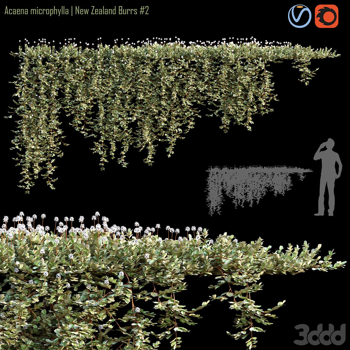 Acaena microphylla | New Zealand Burrs # 2
