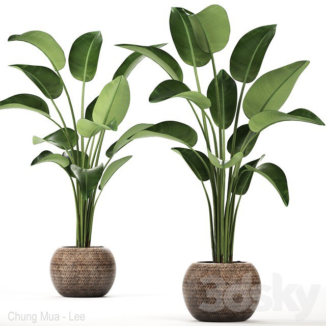 Plant Strelitzia 456. basket, rattan, eco design, natural decor
