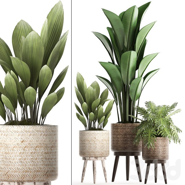 Plant Collection 428. basket, rattan, strelitzia, philodendron, palm grass, indoor plants, scandinavian style, eco design, natural decor