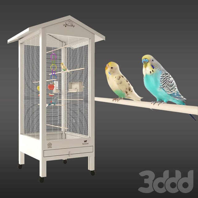 Budgies