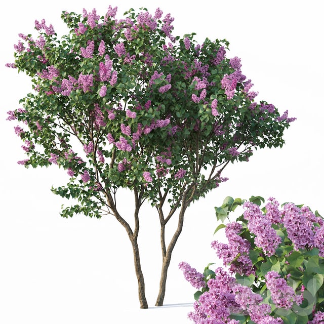 Lilac, Syringa vulgaris №3 Tree