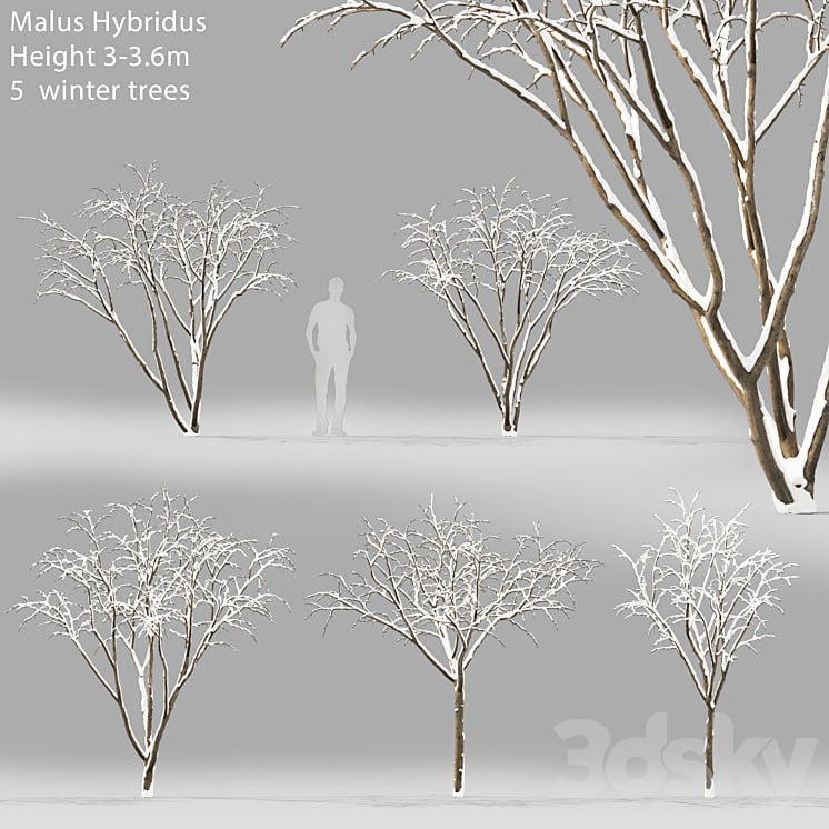 Winter apple tree | Malus Hybridus winter # 1