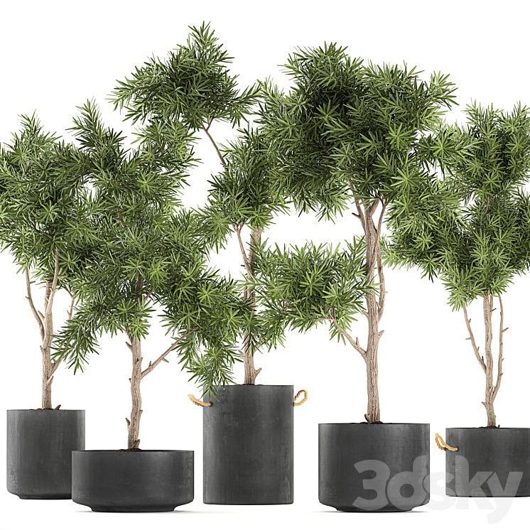 Collection of decorative trees in black pots topiary. Set 751.