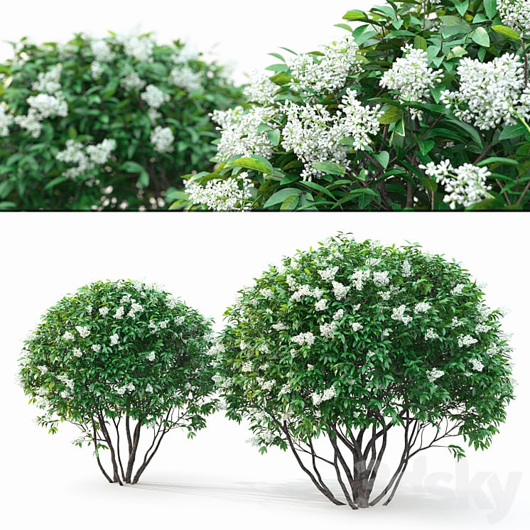 Ligustrum flowering