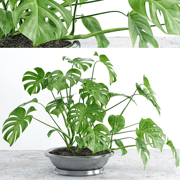 Monstera 2