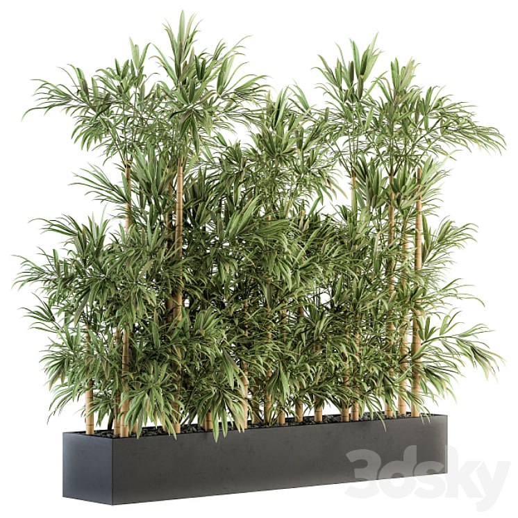 Indoor Plant Set 144 - Bamboo in Plant Box