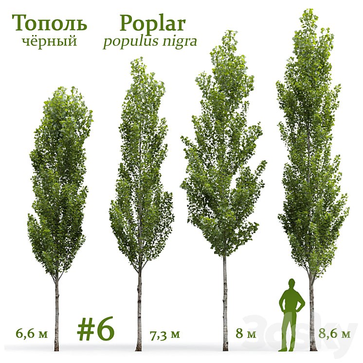 Poplar / Populus nigra