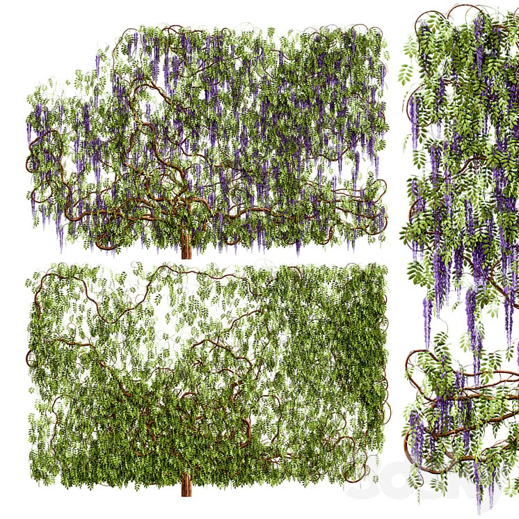 Wisteria, wisteria plant