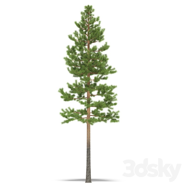 Pine