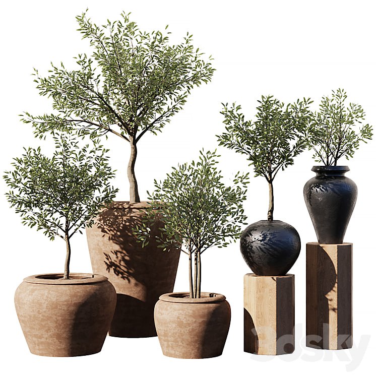 Indoor Plant Set V11 - Olive Old Pot