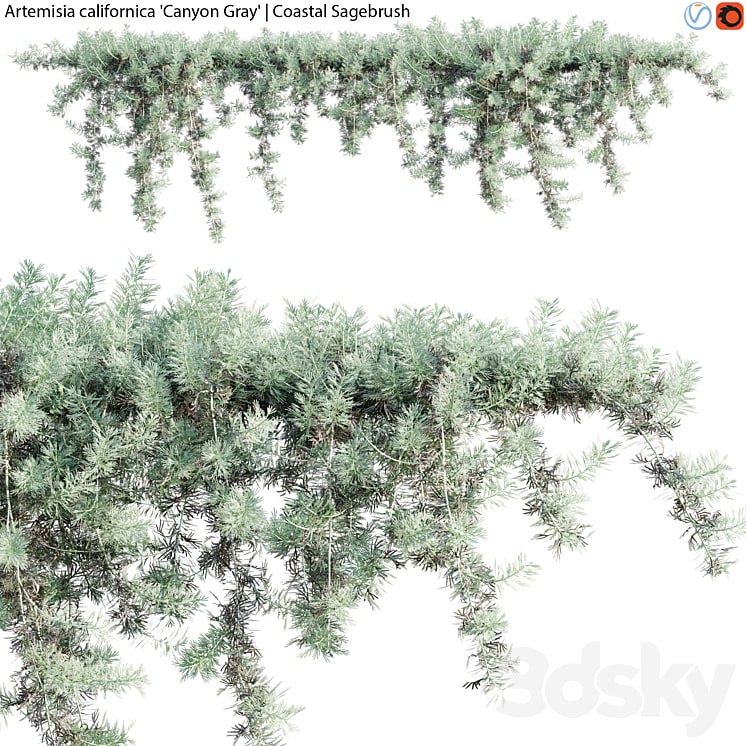 Artemisia californica - Coastal Sagebrush - 02