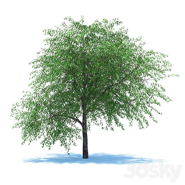 Cherries with berries