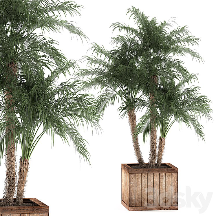 A beautiful lush small decorative palm tree in a box with a Robelin date, palm thickets. Set 621