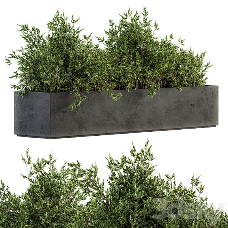 Outdoor Plants tree in Concrete Box - Set 126
