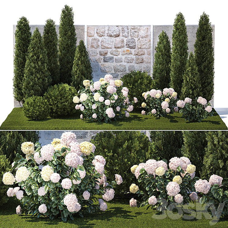 Collection of plants garden with bushes and trees for landscape design with thuja, cypress, flowering Hydrangea white. Set 1378.