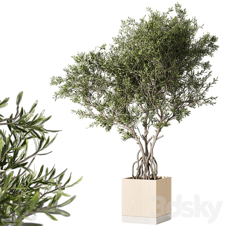 Indoor living plant in a pot 05