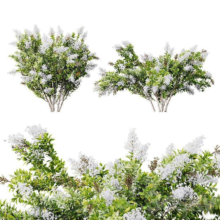 HQ Plants Myrtle White Flower little