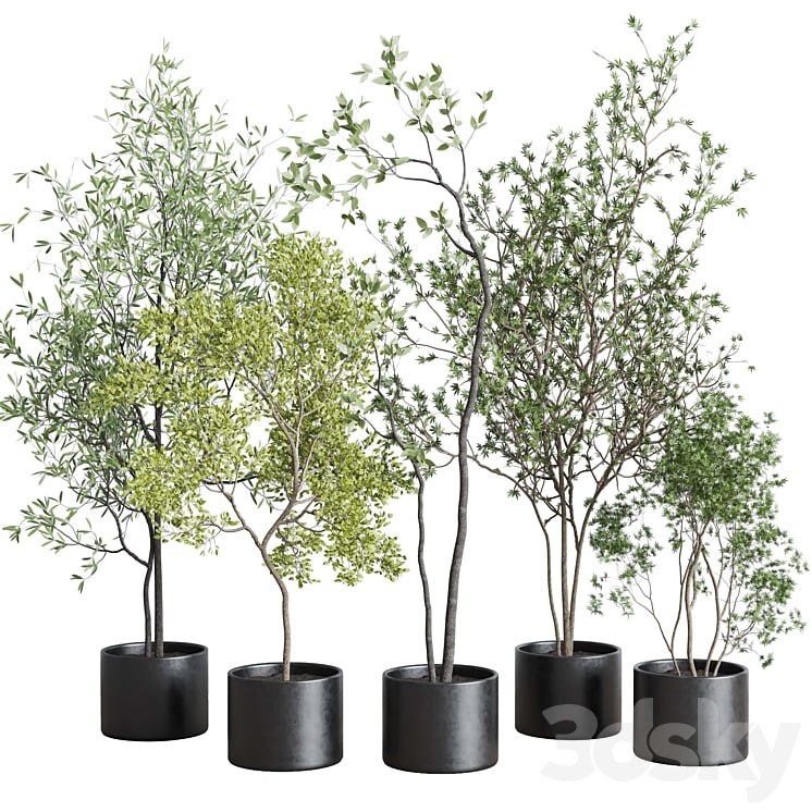 collection indoor plant 326 concrete vase