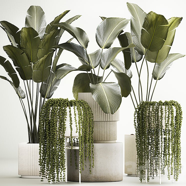Hanging plants Succulents Rowley and Calathea lutea, Strelitzia in pots. Set of plants 1322
