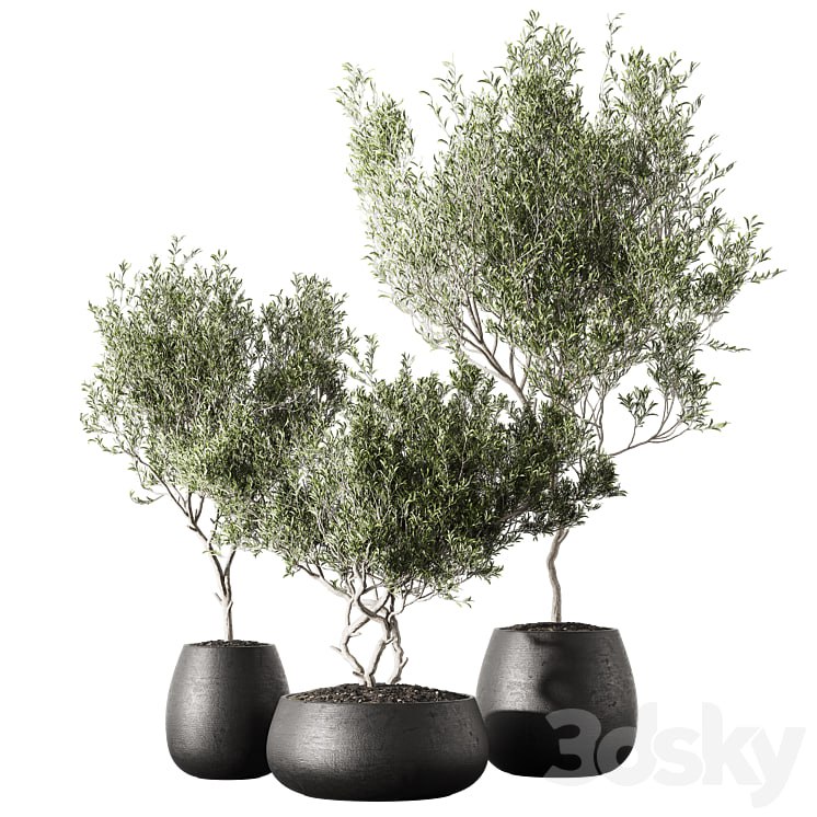 Set of indoor living plants in pots 13