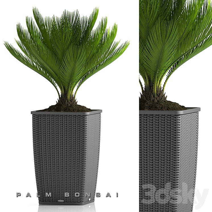 PALM BONSAI PLANTS 26