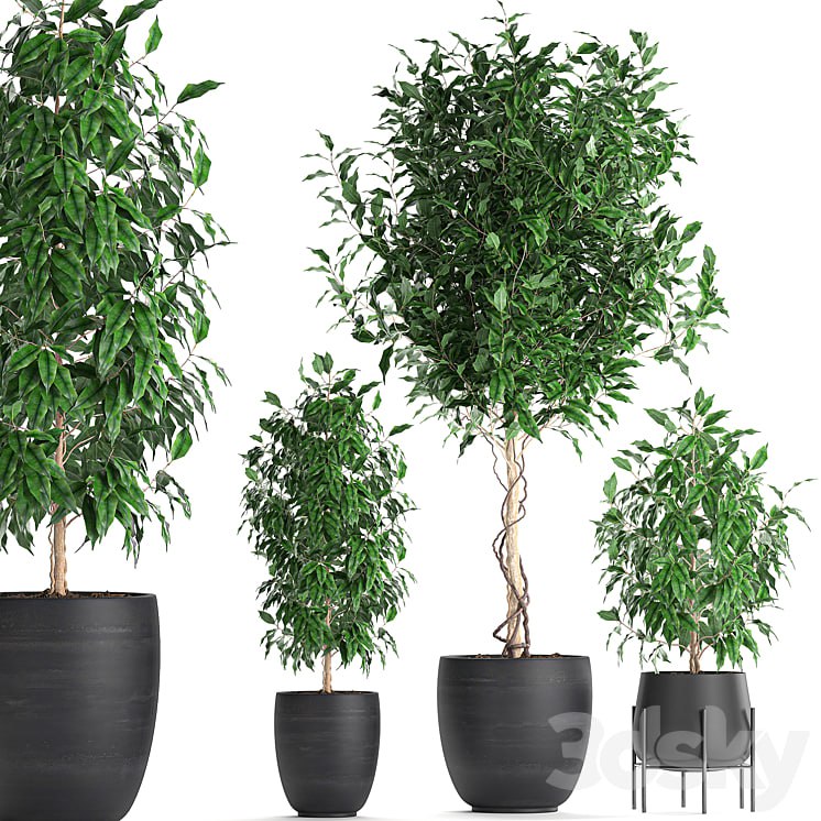A collection of small beautiful trees in black pots with Ficus Benjamin. Set 553.