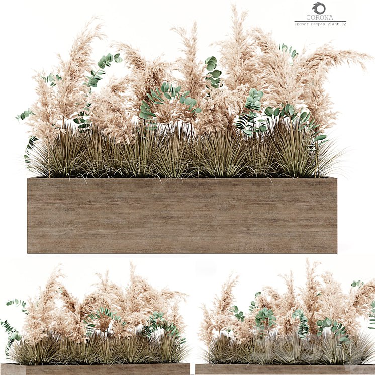 Indoor Pampas Plant 02