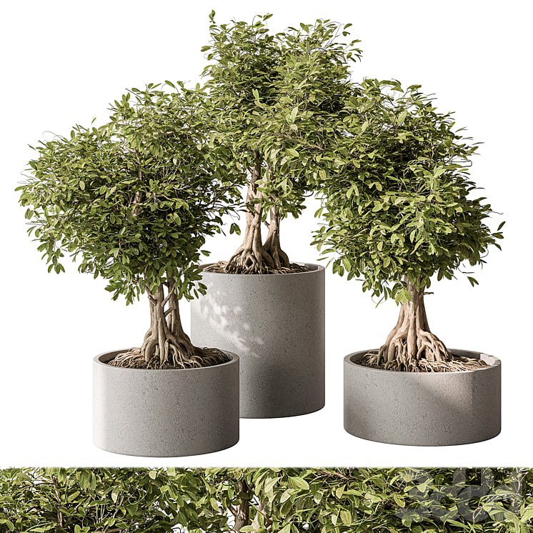indoor Plant Set 440 - Bonsai
