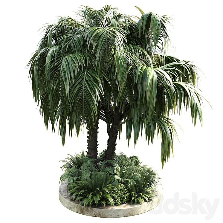 Collection Outdoor plant 39 in garden pot tree palm bush fern concrete dirt old vase