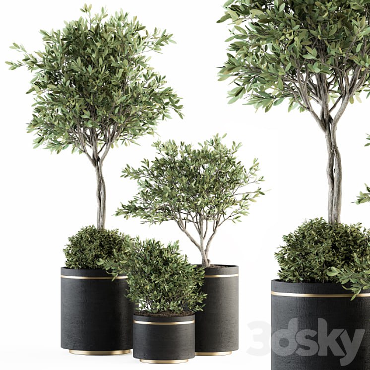 indoor Plant Set 239 - Olive in Pot