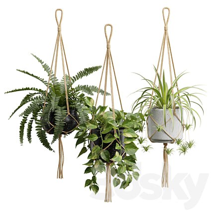 Hanging Plants 01