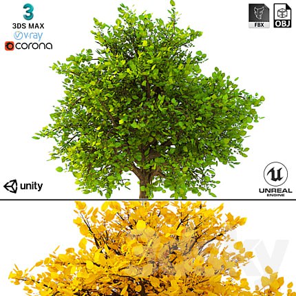 3D Model of the Bush No. 2