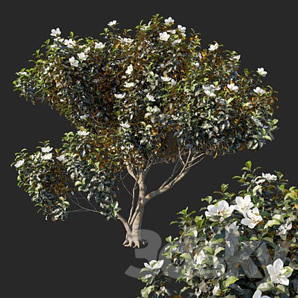 Magnolia grandiflora 04