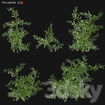 Moraceae - Ficus pumila