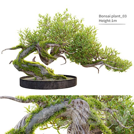Bonsai plant_03
