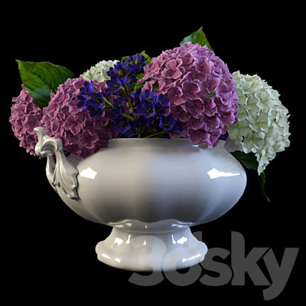 Hydrangea in a vase