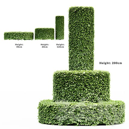 3 Dwarf Yaupon Holly - Cylinder plant