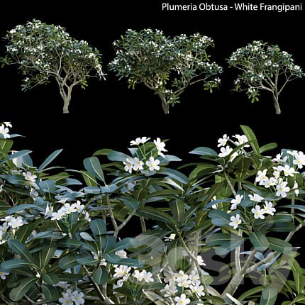 Plumeria Obtusa - White Frangipani - 01