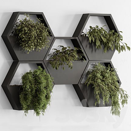 indoor Plant 536 - Hanging Plants