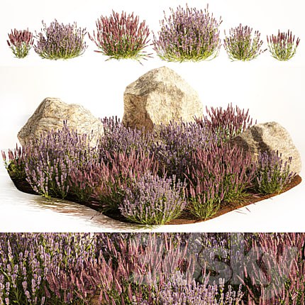 A set of lavender bushes for the garden and alpine slide, boulder, stone, catnip, sage, wild flowers. 1191