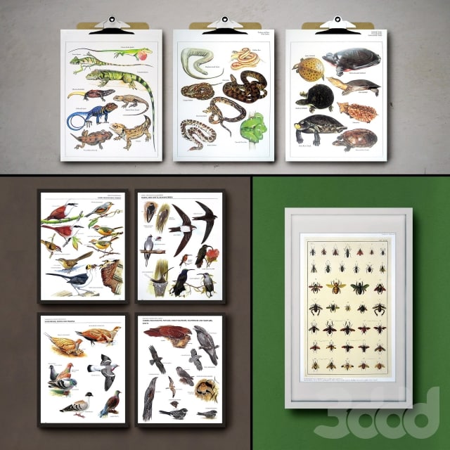 Botanical Vintage Book Pages. 24 Prints (set 3)