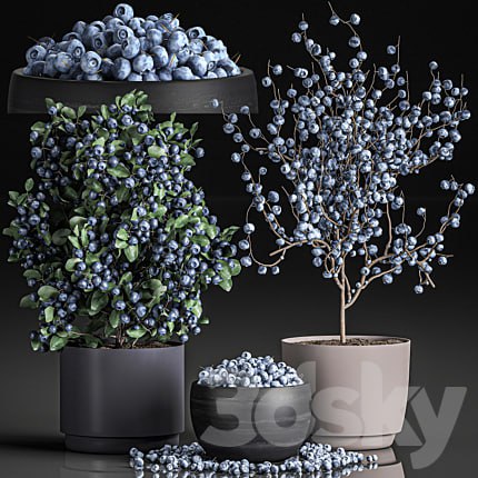 A collection of bouquets of branches with blueberries in black vases with blueberries, a bowl with berries, a blueberry bush. Set 548.