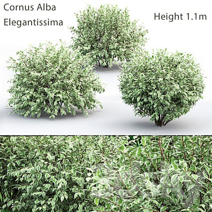 Derain White Elegantissima # 1