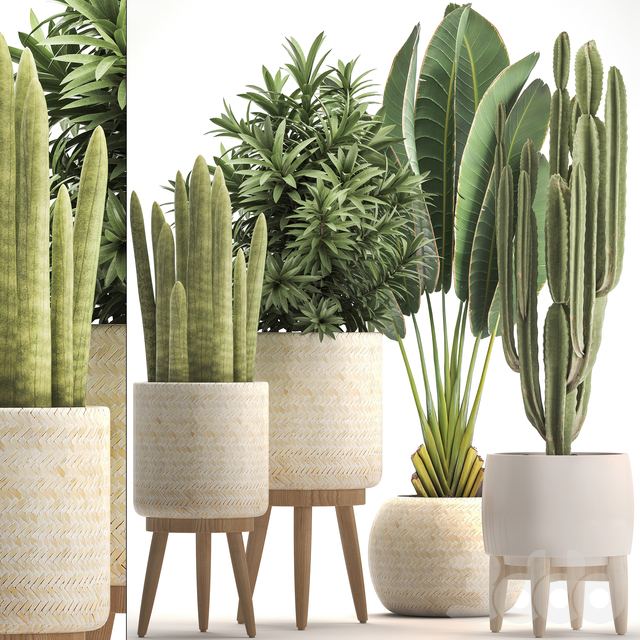 Collection of plants 320. White basket, dracaena, ravenala, banana, cereus, cactus, sansevieria, interior, indoor, Scandinavian style, strelitzia