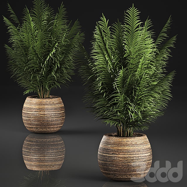 Plant collection 828. Palm tree, basket, flowerpot, eco design