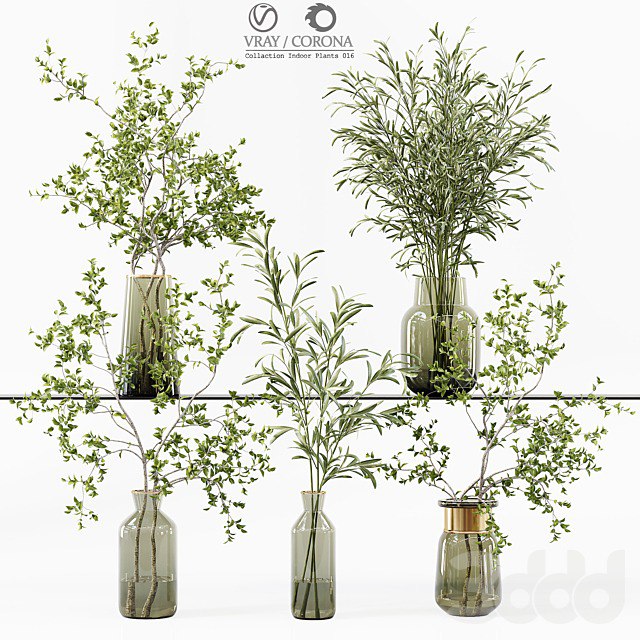 Collaction Indoor Plants 016