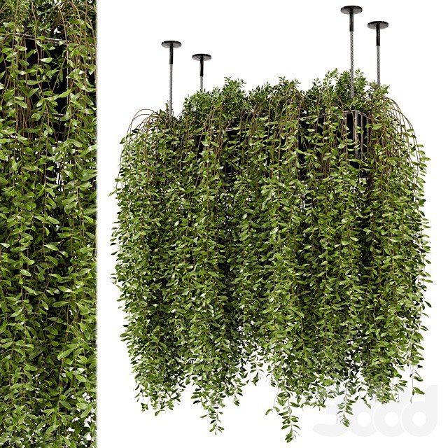 Indoor Hanging Plants in Metal Box - Set 192
