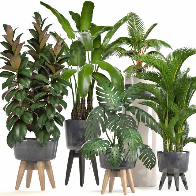 Collection of plants. Ficus, bushes, Banana, strelitzia, monstera, Rapis, palm tree, coconut tree, exotic plants, ficus abidjan, strelitzia, eco design