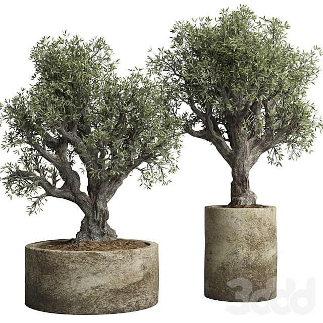 Collection outdoor plant 38 pot old olive tree concrete old vase